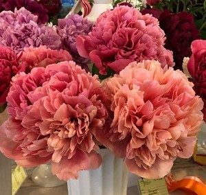 Пион Glowing Raspberry Rose